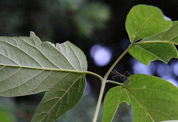 Praying Mantis