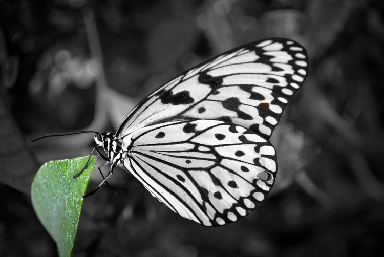 Butterfly on leaf bw