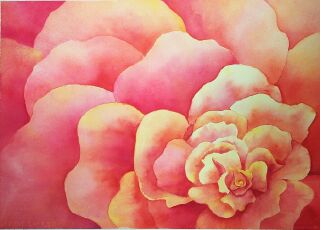 Begonia