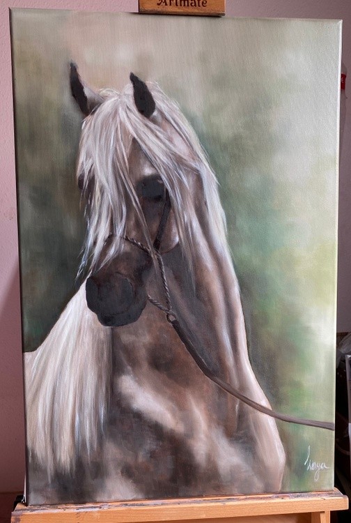 Arabic horse
