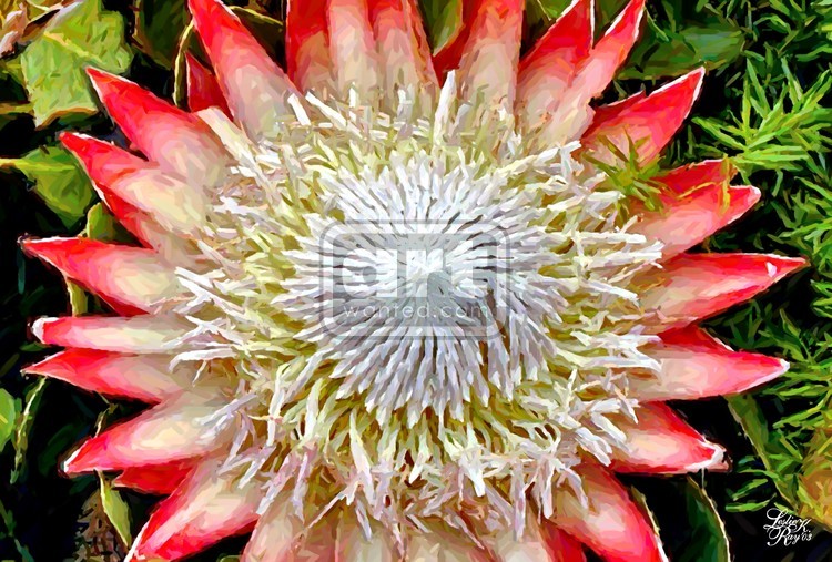 Protea Bloom