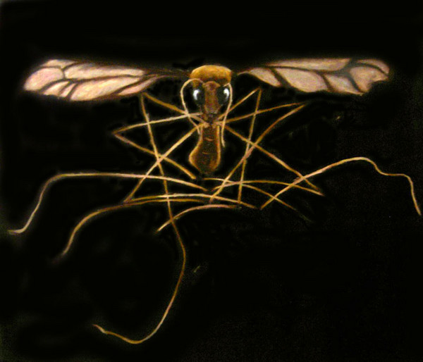 Entomophobia