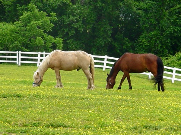 Just Horses