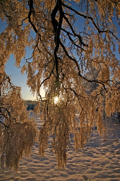 Cold winter II