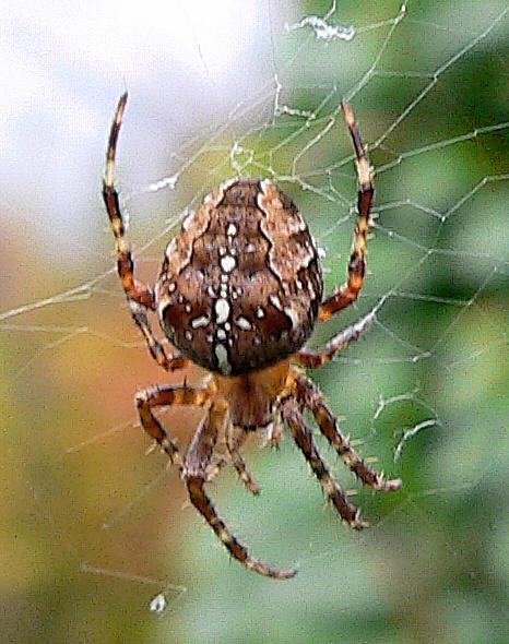 Protective Coloration #2