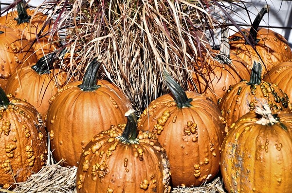 Pumpkin Patch