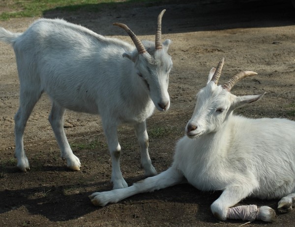 Goats