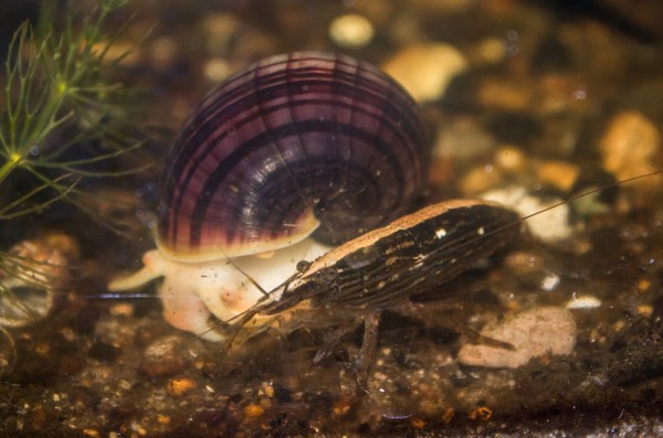Bamboo Shrimp