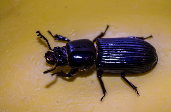 Beetle (13)