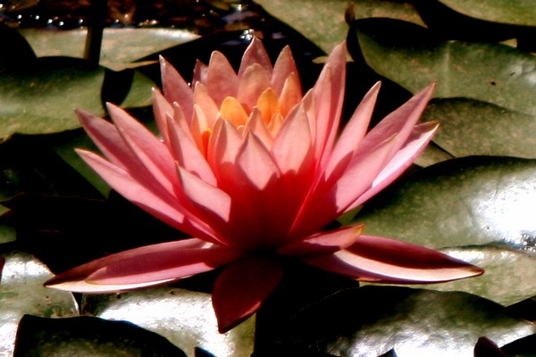 Pink Water Lily