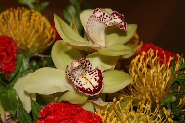 Orchids for my Friends