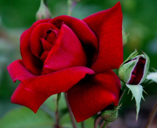 A Red Rose to My Loved Ones