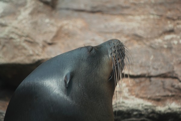 Seal