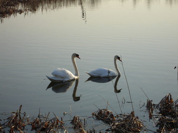 Swans