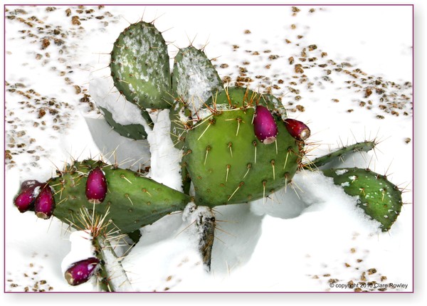 Prickly Pear in Snow