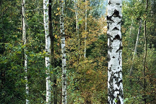 Autumn Birch Trees