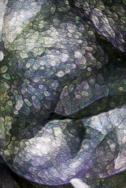 Elephant Skin
