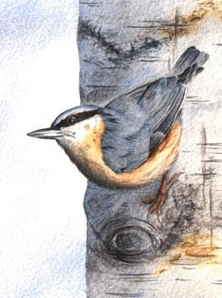 Nuthatch