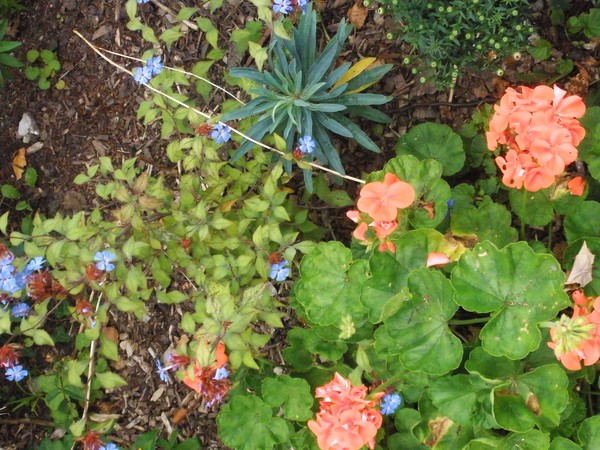 plants