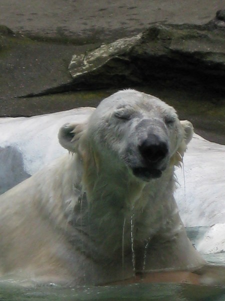 bronx zoo bear