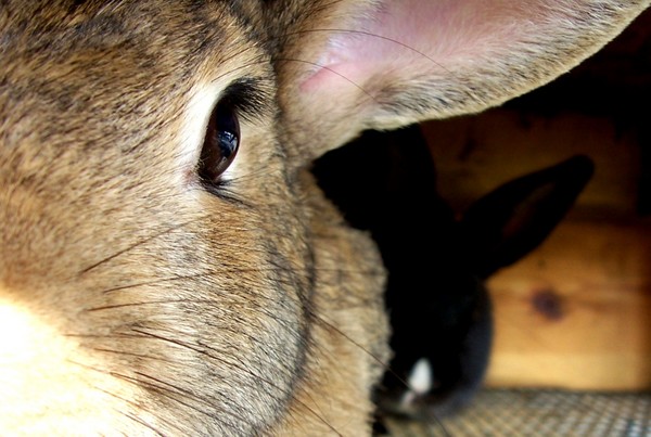 wiskers