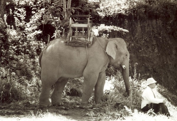 Idle Elephant