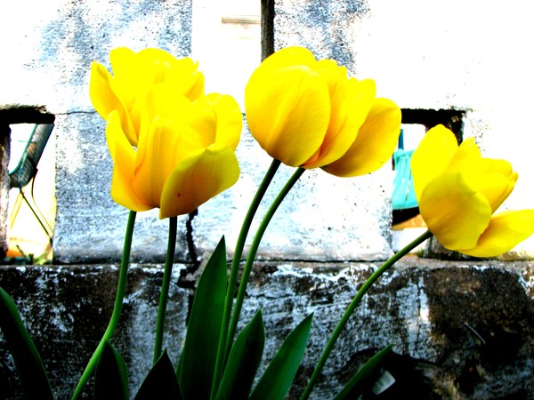 Spring tulips