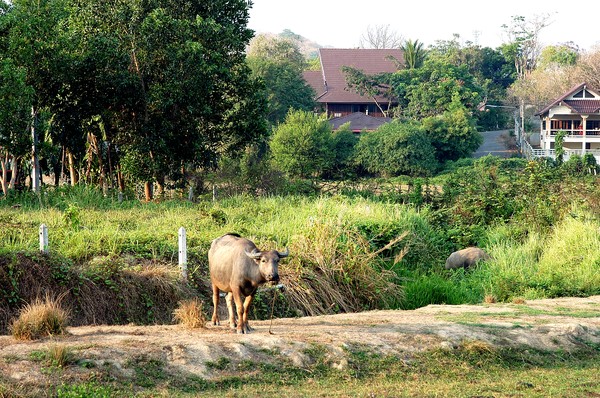 Water buffalo and calf