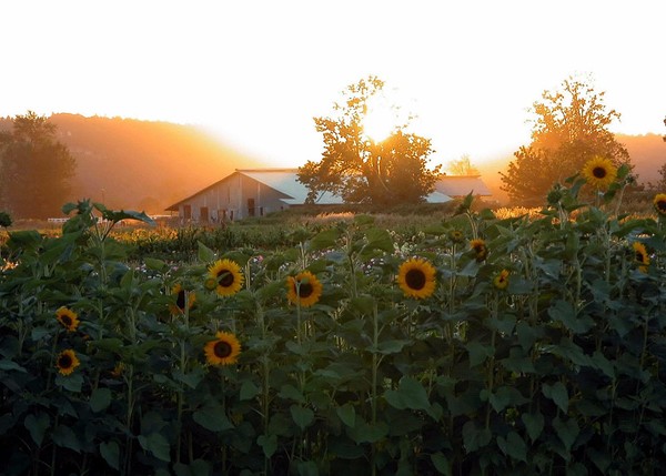 Sunflower Farm