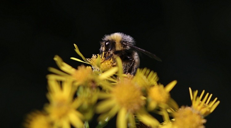 Bumble