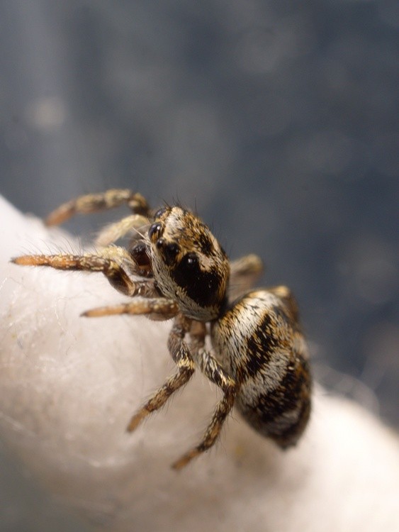 Cotton Bud Jumper