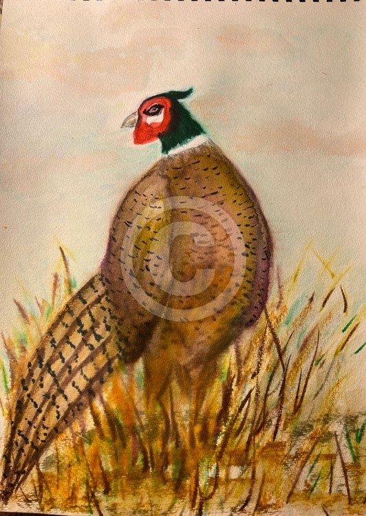 pheasant