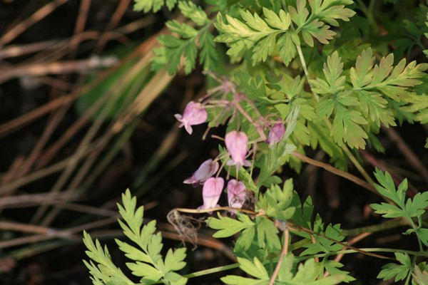 Bleeding Heart