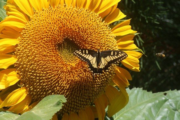 Sunflower Pt 4