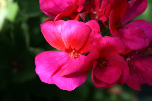 Just a flower