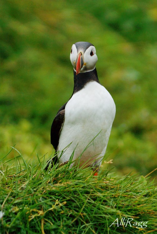 Atlantic Puffin