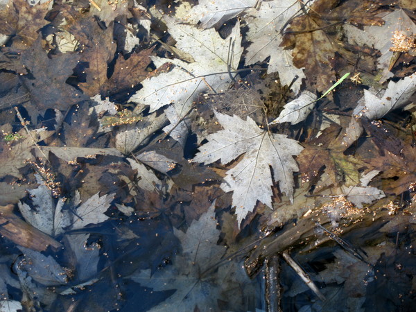 Last Fall Leaves