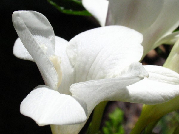 Alabaster