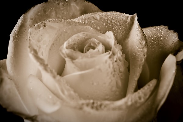 A rose
