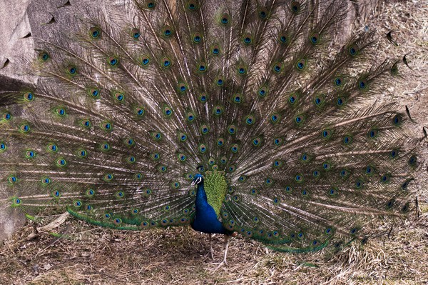 Peecock