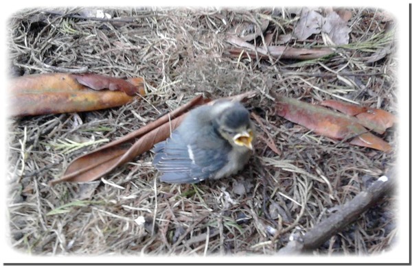 Fledgling