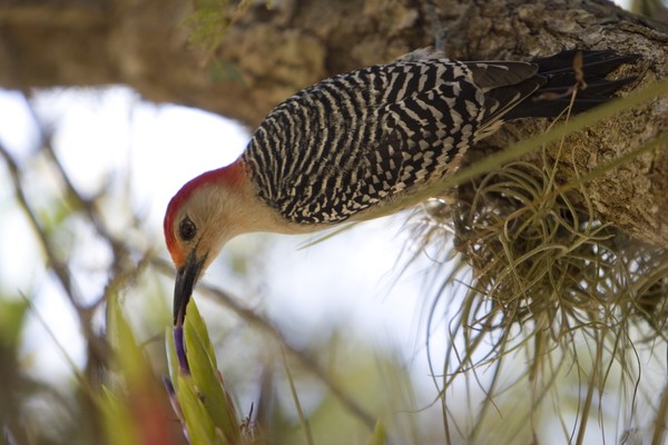 Red Bellied Woodpecker