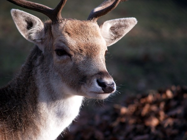 close up of a deer