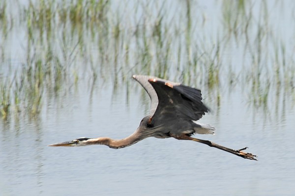 Flying Great Blue Heron