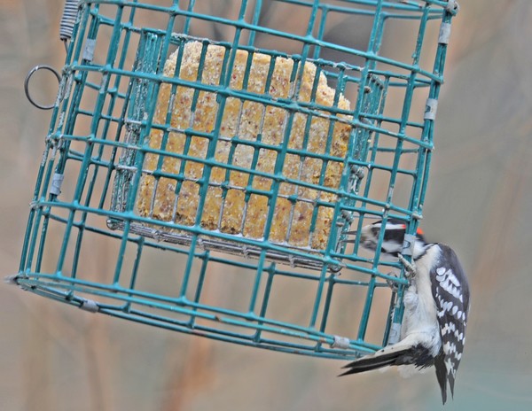Downy Woodpecker
