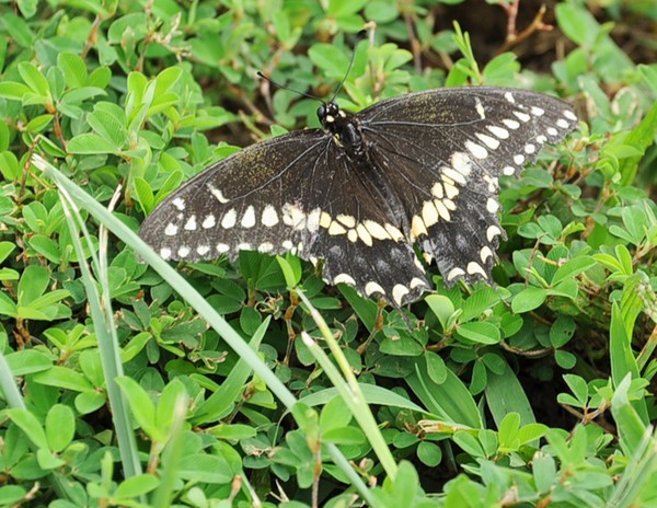 Baird's Southern Swallowtail