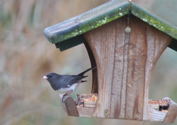 Junco