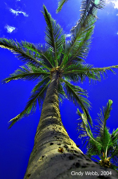 Aloha