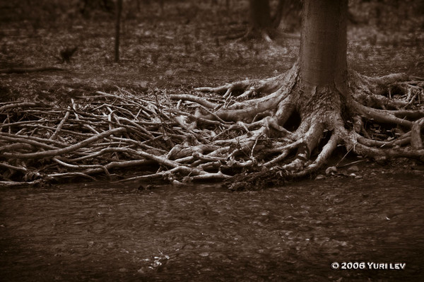 Sepia Roots