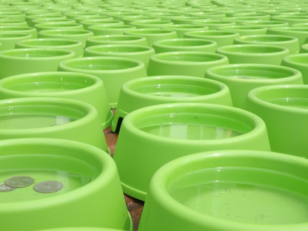 Dog Bowls